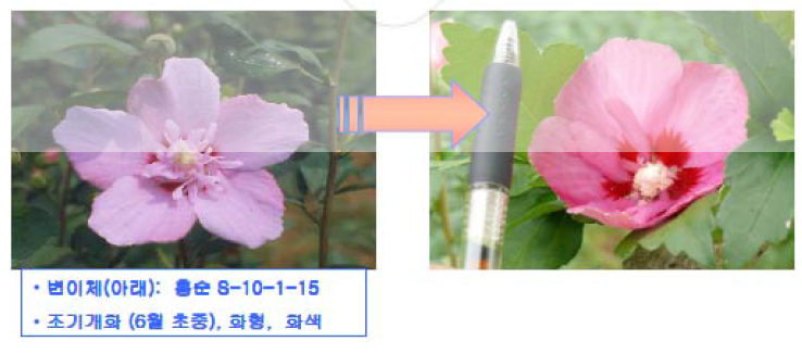 무궁화 조생, 화형 및 화색 유망계통 선발 및 품종화