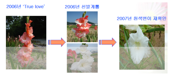 글라디올러스 화색변이 계통 선발 육성