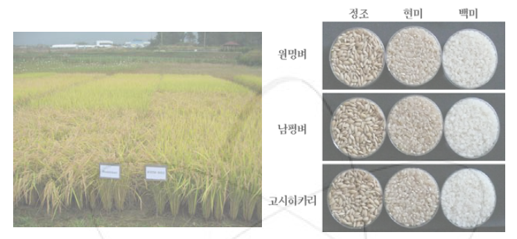 원품종 고시히카리와 개발 신품종 “원명벼” 포장생육 및 종자 사진