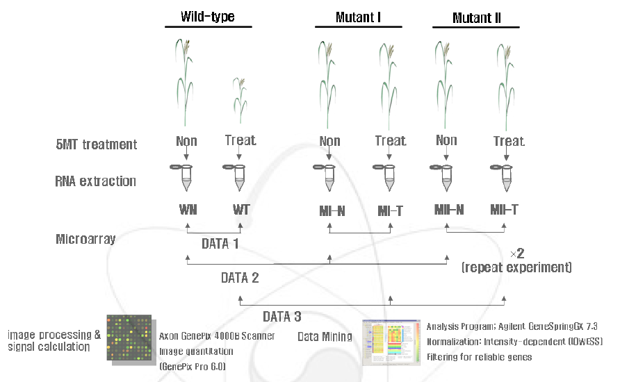 5MT 처리에 의한 유전자 발현양상 규명을 위한 Microarray design