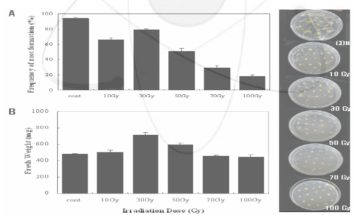 방사선 조사 선량에 따른 부정근 발생 및 생장율 변화