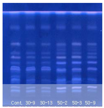 인삼 돌연변이 계통 간 ginsenoside TLC 분석