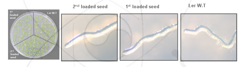 초기 발아력 검정 및 root tip 관찰 실험