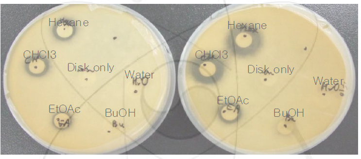 항균활성 사진(좌: 모체 추출물, 우: 돌연변이 품종 “꼬마” 추출물