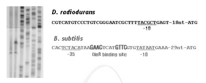 dinB 유전자의 발현 개시 부위 탐색 및 프로모터 규명 (lane 1: 방사선 비조사, lane 2 방사선 조사)