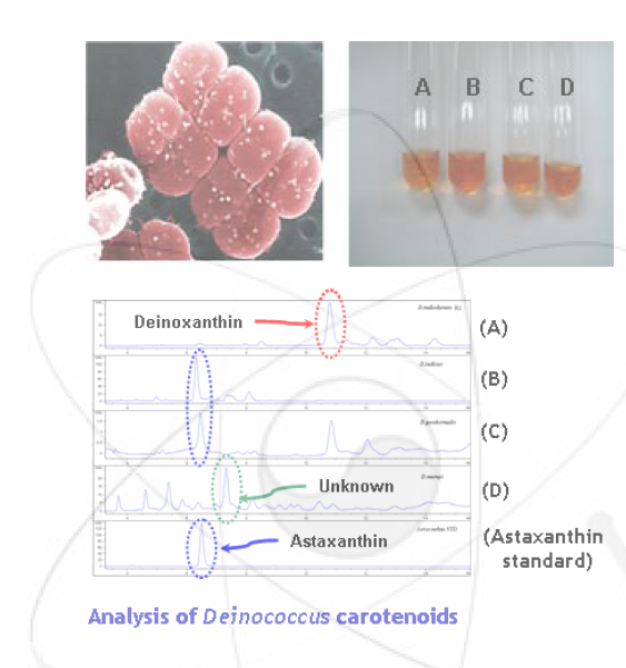 Deinococcus의 카로테노이드 분리