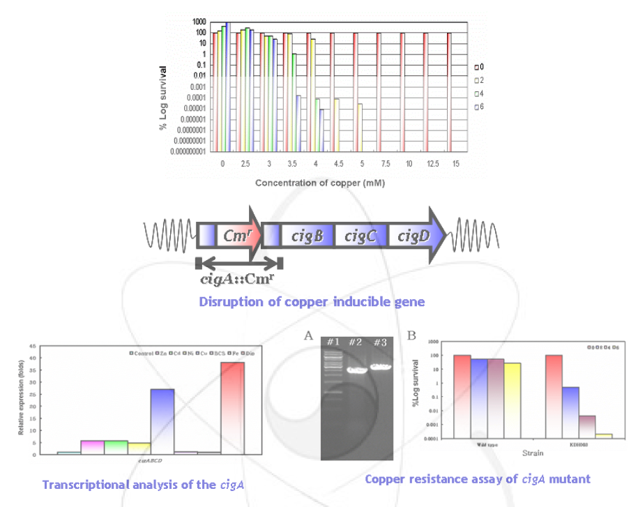 구리 저항성 유전자의 탐색 및 생리학적 기능 분석