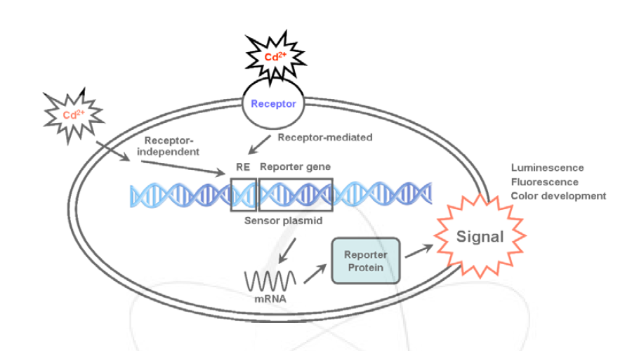 카드뮴 검출용 bio-sensor 균주 개발 모식도