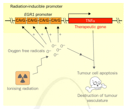 Radiogenic therapy 개념도