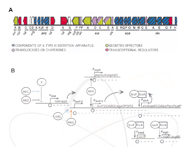 Salmonella pathogenicity island 1(SPI1) 유전자 및 발현조절 체계 모식도