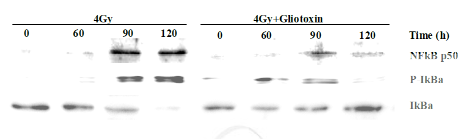 Gliotoxin이 NFkB의 활성에 미치는 효과 검증시험 결과