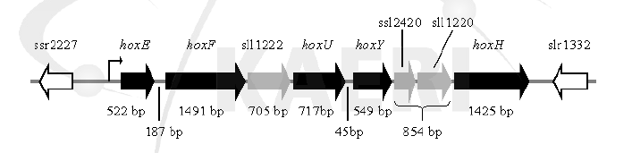 Synechocystis sp PCC6803에 존재하는 Hox operon