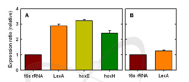 Real Time-PCR을 통한 Synechocystis sp. PCC 6803 와 E. coli strains의 lexA, hoxE 그리고 hoxH 유전자의 발현 수준 A, Synechocystis sp. PCC 6803; B, E. coli strains (DH5a)