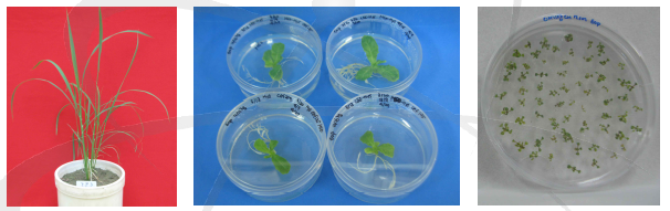 형질전환 식물체 확보 (왼쪽부터 벼, 상추, 애기장대)