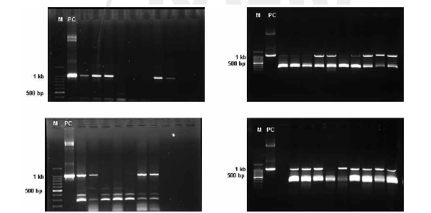PCR을 이용한 상추 형질전환 식물체 확인 (PC: 양성대조구)