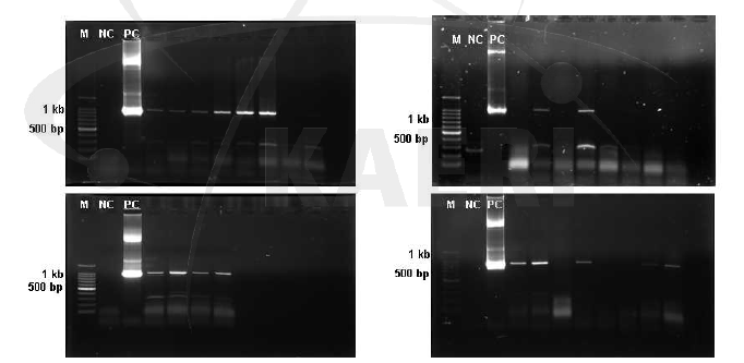 PCR을 이용한 애기장대 형질전환 식물체 확인 (PC; 양성대조구)