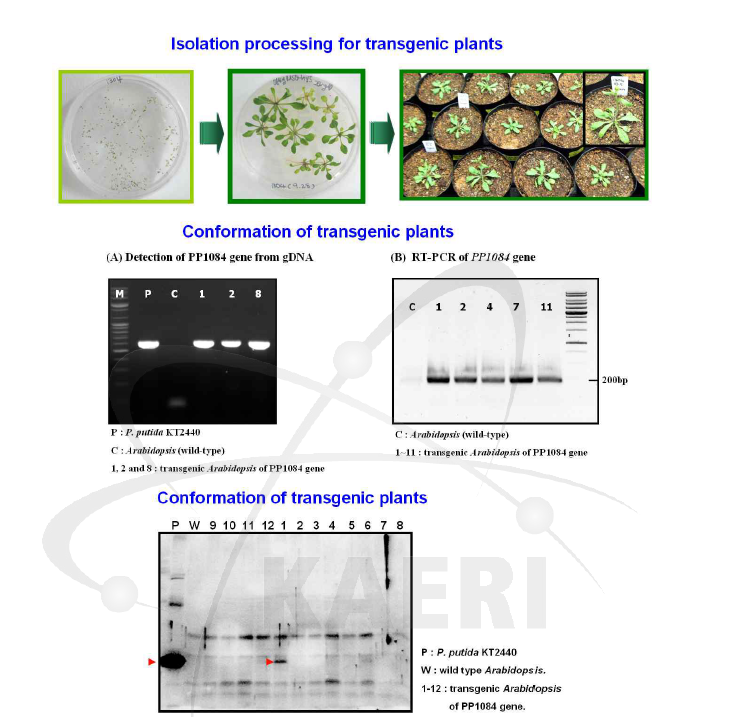 형질전환된 애기장대의 선발 및 Western blot을 통한 PP1084 형질전환 식물체 확인