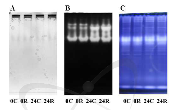 Native 겔을 통한 H2O2 소거 효소들의 발현 분석: A, Peroxidase (POD); B, Catalase (CAT) and C, Ascorbate peroxidase (APX). C, 대조구; R, 조사구