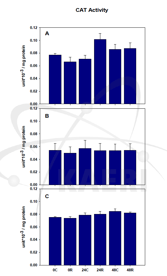 애기장대의 CAT 활성 변화. A, Wild type ; B, NPQ 1-2 ; C, NPQ 4