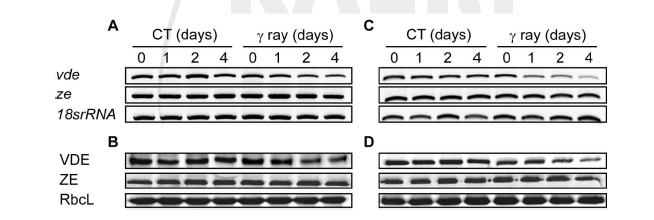 방사선 조사 후 오이 와 토마토 잎에서 변화되는 western blot 과 RT-PCR의 발현 A와 B, 오이; C와 D, 토마토