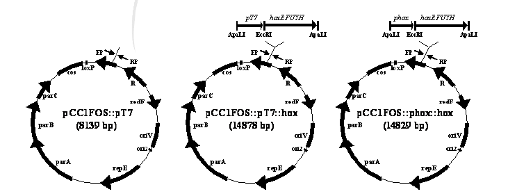 pCC1FOS vector에 hox promoter 와 T7 promoter 그리고 hoxEFUYH 유전자를 각각 삽입