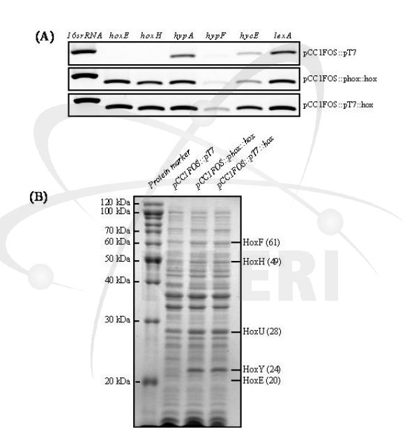 E.coli에서 hoxEFUYH 유전자와 단백질의 발현 A, RT-PCR; B, SDS-PAGE