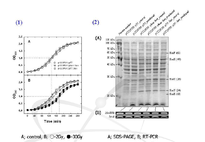 방사선 조사 후 변화되는 E.coli 생장곡선과 hoxEFUYH 단백질의 발현 (2) A, SDS-PAGE; B, RT-PCR