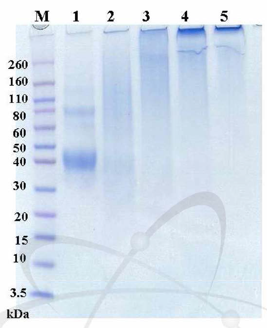 SDS-PAGE profiles of modified ovalbumin. Intact OVA (lean 2)，GA only (lean 3)，irradiation only (lean 4)，GA after irradiation (lean 5) and irradiation after GA(lean 6)，protein are loaded at a concentration of 20 ug per lean. Lean 1 loaded standard marker of protein