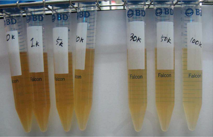 Change of 80% acetone extract from persimmon peel on the color by gamma irradiation exposure