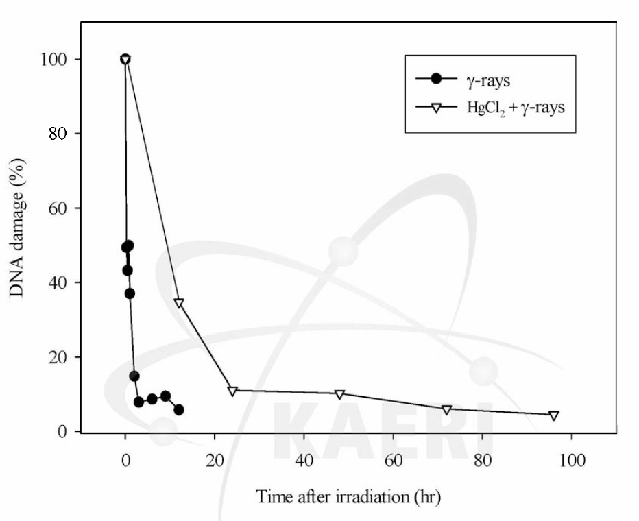 Time-dependent DNA repair kinetics in coelomocytes of E. fetida after irradiation of 20 Gy gamma rays. Each data point was expressed as a percentage of OTM values immediately after irradiation