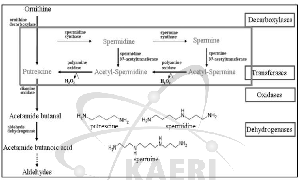 Potential biomarkers in polyamine metabolism