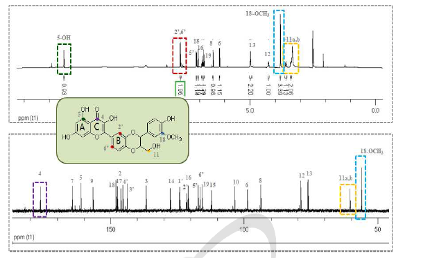 Silybin에서 방사선 조사되어 얻어진 dehydrosilybin (4-2)의 1H, 13C-NMR.