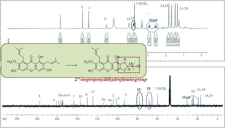 α-Mangostin에서 radiolytic transformation된 compound (1)의 1H, 13C-NMR.