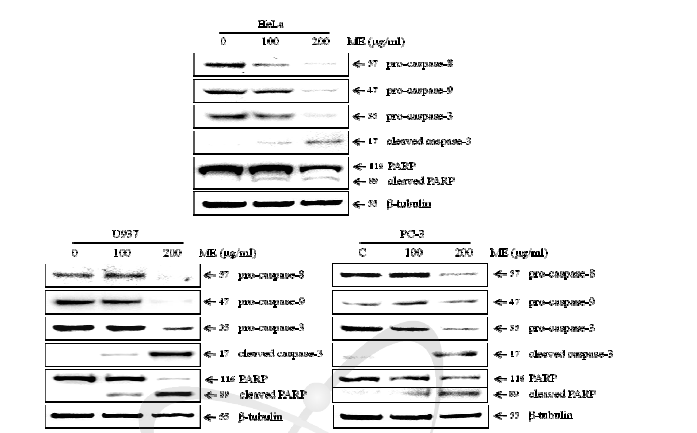 외톨개 모자반 추출물(ME)이 caspase 활성에 미치는 영향
