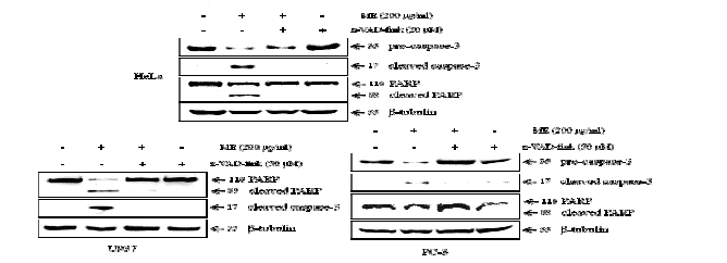 외톨개 모자반 추출물에 의한 caspase 활성화에 caspase inhibitor가 미치는 영향