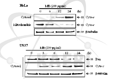 외톨개 모자반 추출물이 cytochrome C 방출과 Bax 단백질양에 미치는 영향