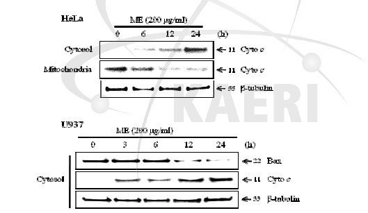 외톨개 모자반 추출물이 cytochrome C 방출과 Bax 단백질양에 미치는 영향