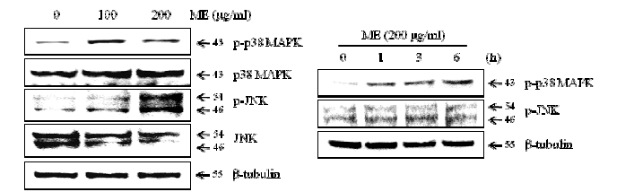 외톨개 모자반 추출물이 p38, JNK 활성화에 미치는 영향