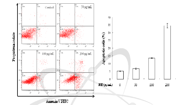 넓패 추출물이 Hela cell apoptosis 생성에 미치는 영향