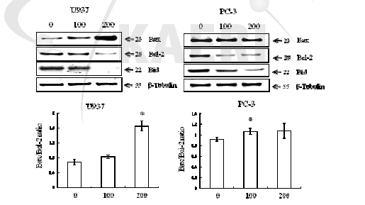 U937과 PC-3 암세포에서 모자반 추출물의 Bcl-2 family proteins의 변화에 대한 효과