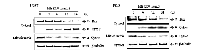 U937과 PC-3 암세포에서 모자반 추출물의 Bax translocation과 Cytochrome c release에 대한 효과