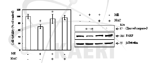 PC-3 암세포에서 모자반 추출물에 의한 세포사멸에 대한 NAC의 효과