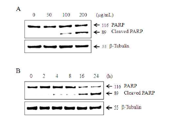 HeLa 암세포에서 넓패 추출물의 PARP cleavage에 대한 효과