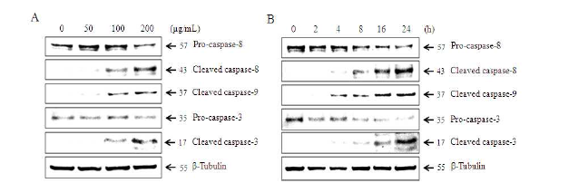 HeLa 암세포에서 넓패 추출물의 caspase activation에 대한 효과