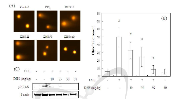 CCl4 투여된 Sprague-Dawley Rat에서 DNA 손상에 DHS가 미치는 영향
