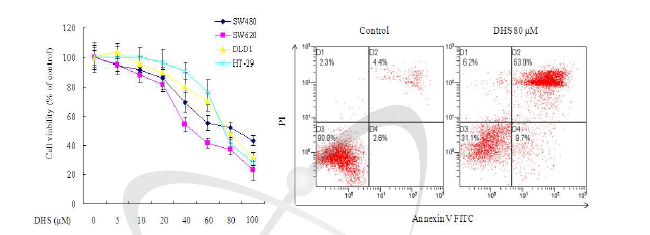 대장암세포에서 DHS의 세포독성 및 apoptosis에 대한 효과