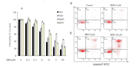 HeLa, DLD1, HepG2, MCF7 암세포에서 DHS의 세포독성 및 apoptosis에 대한 효과