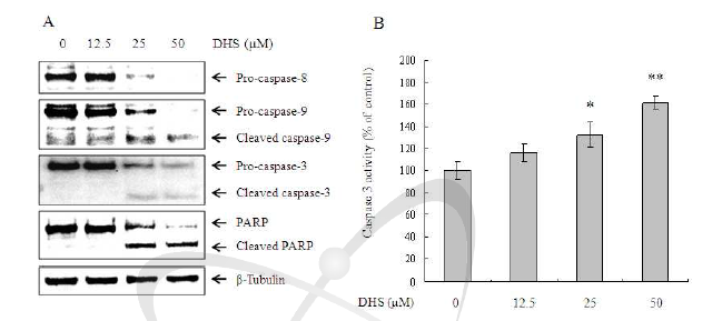 HeLa 암세포에서 DHS의 caspase activation에 대한 효과