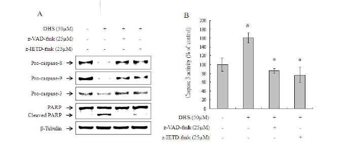 HeLa 암세포에서 DHS에 의한 caspase activation에 대한 caspase inhibitor의 효과