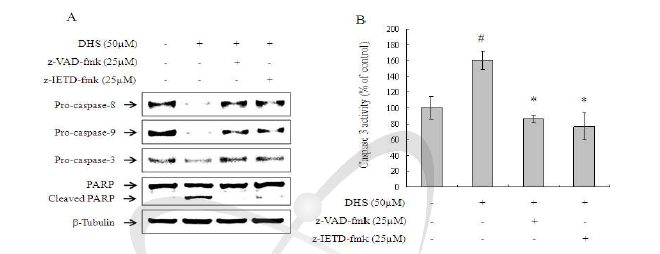 HeLa 암세포에서 DHS에 의한 caspase activation에 대한 caspase inhibitor의 효과